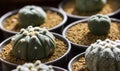 Astrophytum asterias cactus in pot Royalty Free Stock Photo