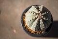 Astrophytum asterias `KABUTO` cactus in flower pot Royalty Free Stock Photo