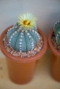 Astrophytum asterias cactus and flower in pot Royalty Free Stock Photo