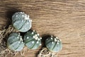 Astrophytum asterias and nudum cactus on wood