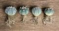 Astrophytum asterias and nudum cactus on wood