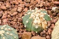 Astrophytum asterias rusts Royalty Free Stock Photo