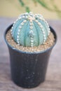 Astrophytum asterias,sand dollar, sea urchin or star cactus