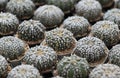 Astrophytum asterias small cactus plants. Succulent cactus, dark green stems, spherical, and spineless with hairy.