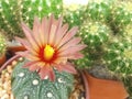 Astrophytum asterias with special pink flower.