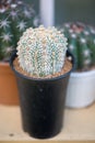 Astrophytum asterias `SUPER KABUTO` cactus in flower pot Royalty Free Stock Photo