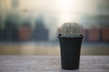 Astrophytum asterias `SUPER KABUTO` cactus in flower pot Royalty Free Stock Photo