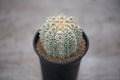 Astrophytum asterias `SUPER KABUTO` cactus in flower pot Royalty Free Stock Photo