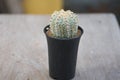 Astrophytum asterias `SUPER KABUTO` cactus in flower pot Royalty Free Stock Photo