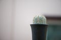 Astrophytum asterias `SUPER KABUTO` cactus in flower pot Royalty Free Stock Photo