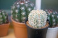 Astrophytum asterias `SUPER KABUTO` cactus in flower pot Royalty Free Stock Photo