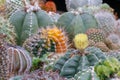 Astrophytum cactus Royalty Free Stock Photo