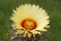 Astrophytum capricorne.