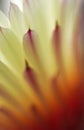 Astrophytum flower Royalty Free Stock Photo