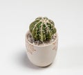 Astrophytum Fukuryu Haku jo Cactus. Isolated on white background. Close Up
