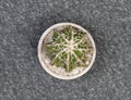 Astrophytum Fukuryu Haku jo Cactus. Isolated on white background. Close Up
