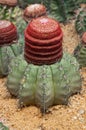 Astrophytum myriostigma