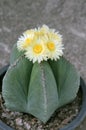 Astrophytum myriostigma Cactus with blooming yellow flowers. Royalty Free Stock Photo
