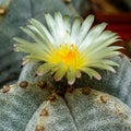 Astrophytum myriostigma - cactus blooming with yellow flowers in the spring collection, Ukraine Royalty Free Stock Photo