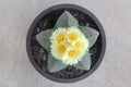 Astrophytum myriostigma Cactus with five yellow flowers.