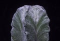 Astrophytum myriostigma - cactus without thorns in a botanical collection