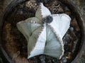 Astrophytum myriostigma Royalty Free Stock Photo