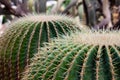 Astrophytum myriostigma, green cactus in the garden