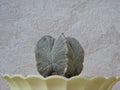 Astrophytum myriostigma on a light background