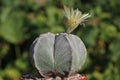 Astrophytum myriostigma a thousand-point cactus