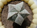 Astrophytum myriostigma - view from above Royalty Free Stock Photo