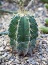 Astrophytum ornatum, the bishop cap or monk hood cactus Royalty Free Stock Photo