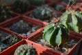 Astrophytum senile cactus in a pot