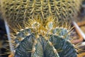 Astrophytums is a species of cactus plant in the genus Astrophytum. Astrophytum with blurred background. Royalty Free Stock Photo