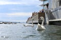 Oslo, Norway - July 24, 2018: Swans in swimming beach in city center, Tjuvholmen neighborhood.