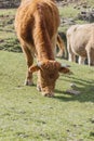 Asturian breed cow grazing in the bush Royalty Free Stock Photo