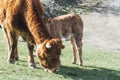 Asturian breed cow grazing with her calf in the bush Royalty Free Stock Photo