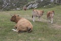 Asturian breed cows