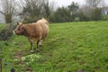 asturian cow in meadow eating grass, brown beef cow grazing Royalty Free Stock Photo