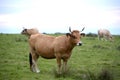 Asturian cow of the valleys in Pimiango Aasturias