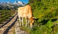 Asturian Mountain cattle cow sits on the lawn in a national park Royalty Free Stock Photo