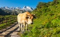 Asturian Mountain cattle cow sits on the lawn in a national park Royalty Free Stock Photo