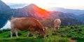 Asturian Mountain cattle cow sits on the lawn in a national park at sunrise Royalty Free Stock Photo