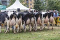 Cows placed for udder display at a cattle show and exhibition