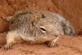 Astute squirrel Royalty Free Stock Photo