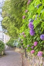 Asuka-no-komichi road in the Nishigahara district of Tokyo famous for its hortensias.