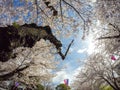 Cherry blossoms and Sakura Festival lanterns with blue sky background at Asukayama Park in Kita,Tokyo,Japan. Royalty Free Stock Photo