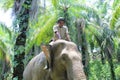 Sumateta elephants in conservation respondent unit aceh east