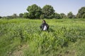 Nubian woman in traditional black dress wlaks though green fields Royalty Free Stock Photo