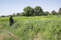 Nubian woman picking up plant leaves, Nile river bank Royalty Free Stock Photo