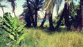 Aswan and nile river and palms Royalty Free Stock Photo
